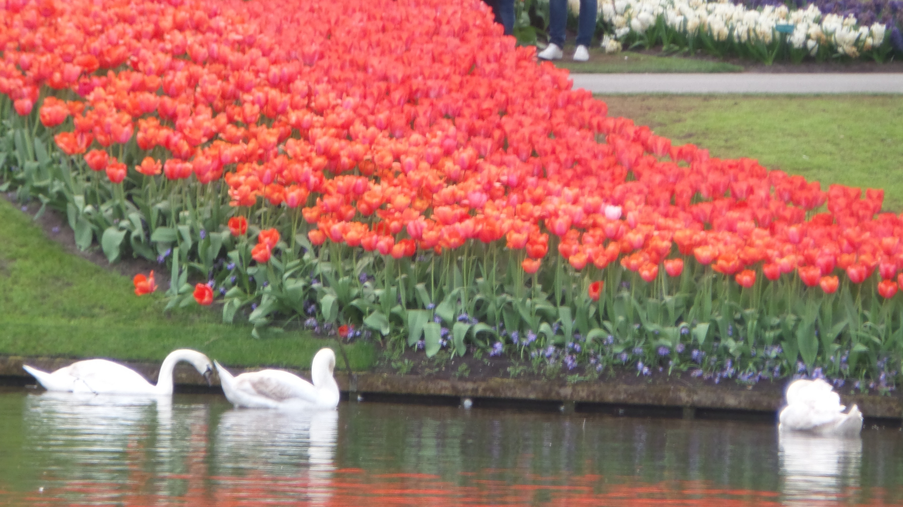 2014-04-17 Holland Tulips 39.jpg